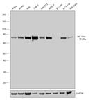 PKC delta Antibody in Western Blot (WB)