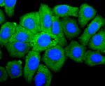 IGF2 Antibody in Immunocytochemistry (ICC/IF)