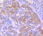 IGF2 Antibody in Immunohistochemistry (Paraffin) (IHC (P))