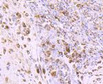 IGF2 Antibody in Immunohistochemistry (Paraffin) (IHC (P))