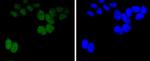 BMI-1 Antibody in Immunocytochemistry (ICC/IF)