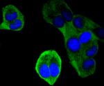 UBD Antibody in Immunocytochemistry (ICC/IF)