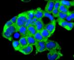 UBD Antibody in Immunocytochemistry (ICC/IF)