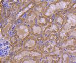 UBD Antibody in Immunohistochemistry (Paraffin) (IHC (P))