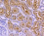 UBD Antibody in Immunohistochemistry (Paraffin) (IHC (P))