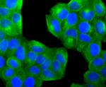 PTP1B Antibody in Immunocytochemistry (ICC/IF)