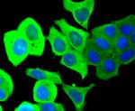 PTP1B Antibody in Immunocytochemistry (ICC/IF)