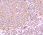 PTP1B Antibody in Immunohistochemistry (Paraffin) (IHC (P))