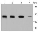 PTP1B Antibody in Western Blot (WB)