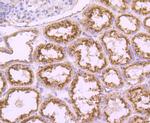 CD107a (LAMP-1) Antibody in Immunohistochemistry (Paraffin) (IHC (P))