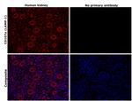 CD107a (LAMP-1) Antibody in Immunohistochemistry (Paraffin) (IHC (P))