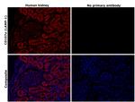 CD107a (LAMP-1) Antibody in Immunohistochemistry (Paraffin) (IHC (P))