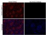 CD107a (LAMP-1) Antibody in Immunohistochemistry (Paraffin) (IHC (P))