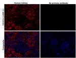 CD107a (LAMP-1) Antibody in Immunohistochemistry (Paraffin) (IHC (P))