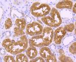 EBP50 Antibody in Immunohistochemistry (Paraffin) (IHC (P))