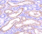 IDE Antibody in Immunohistochemistry (Paraffin) (IHC (P))