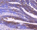 IDE Antibody in Immunohistochemistry (Paraffin) (IHC (P))