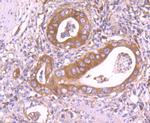 IDE Antibody in Immunohistochemistry (Paraffin) (IHC (P))