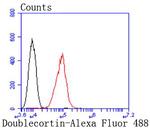 Doublecortin Antibody in Flow Cytometry (Flow)