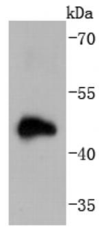 Doublecortin Antibody in Western Blot (WB)