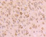 RPSA Antibody in Immunohistochemistry (Paraffin) (IHC (P))