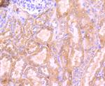 RPSA Antibody in Immunohistochemistry (Paraffin) (IHC (P))