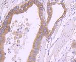 RPSA Antibody in Immunohistochemistry (Paraffin) (IHC (P))