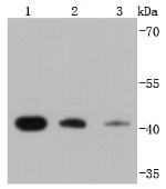 RPSA Antibody in Western Blot (WB)