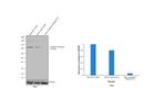 CD71 (Transferrin Receptor) Antibody