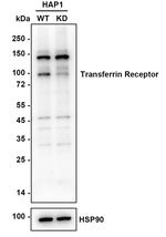 CD71 (Transferrin Receptor) Antibody in Western Blot (WB)