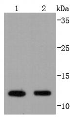 VAMP8 Antibody in Western Blot (WB)