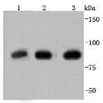 Glucocorticoid Receptor Antibody in Western Blot (WB)