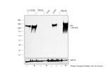 Fibronectin Antibody in Western Blot (WB)