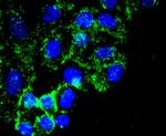 Fibronectin Antibody in Immunocytochemistry (ICC/IF)