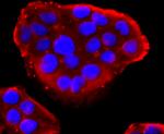 PDIA6 Antibody in Immunocytochemistry (ICC/IF)