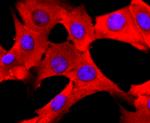 PDIA6 Antibody in Immunocytochemistry (ICC/IF)