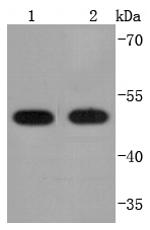 PDIA6 Antibody in Western Blot (WB)