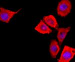 S100A6 Antibody in Immunocytochemistry (ICC/IF)