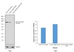 gamma Catenin Antibody in Western Blot (WB)