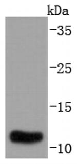 S100A10 Antibody in Western Blot (WB)