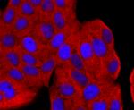 AGO2 Antibody in Immunocytochemistry (ICC/IF)