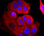 AGO2 Antibody in Immunocytochemistry (ICC/IF)