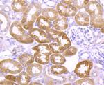 AGO2 Antibody in Immunohistochemistry (Paraffin) (IHC (P))