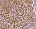 AGO2 Antibody in Immunohistochemistry (Paraffin) (IHC (P))