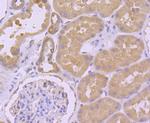 AGO2 Antibody in Immunohistochemistry (Paraffin) (IHC (P))