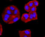 CD74 Antibody in Immunocytochemistry (ICC/IF)