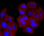 CD74 Antibody in Immunocytochemistry (ICC/IF)