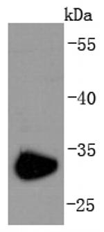 CD74 Antibody in Western Blot (WB)