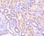 TGN46 Antibody in Immunohistochemistry (Paraffin) (IHC (P))