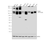 TGN46 Antibody in Western Blot (WB)